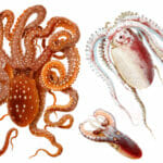 Vintage Illustration Of Octopus