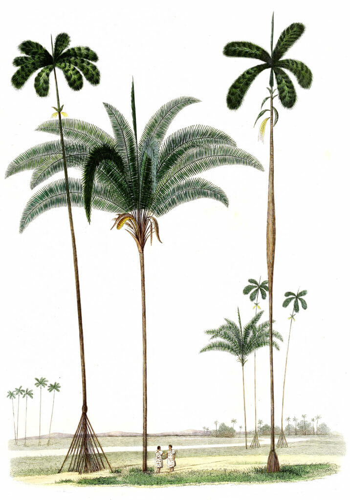 Vintage Illustration Of Various Large Palm Tree