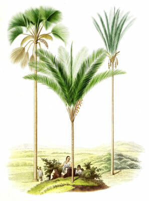 Vintage Illustration Of Various Palm Tree 4