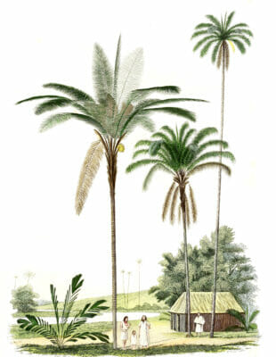 Vintage Illustration Of Various Palm Tree And Hut With Family