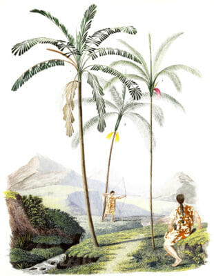 Vintage Illustration Of Various Palm Tree People Hunting Below