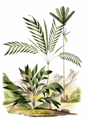 Vintage Illustration Of Various Palm Tree7