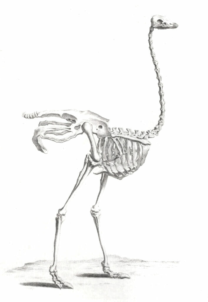 Vintage Skeleton Illustration Of Ostritch