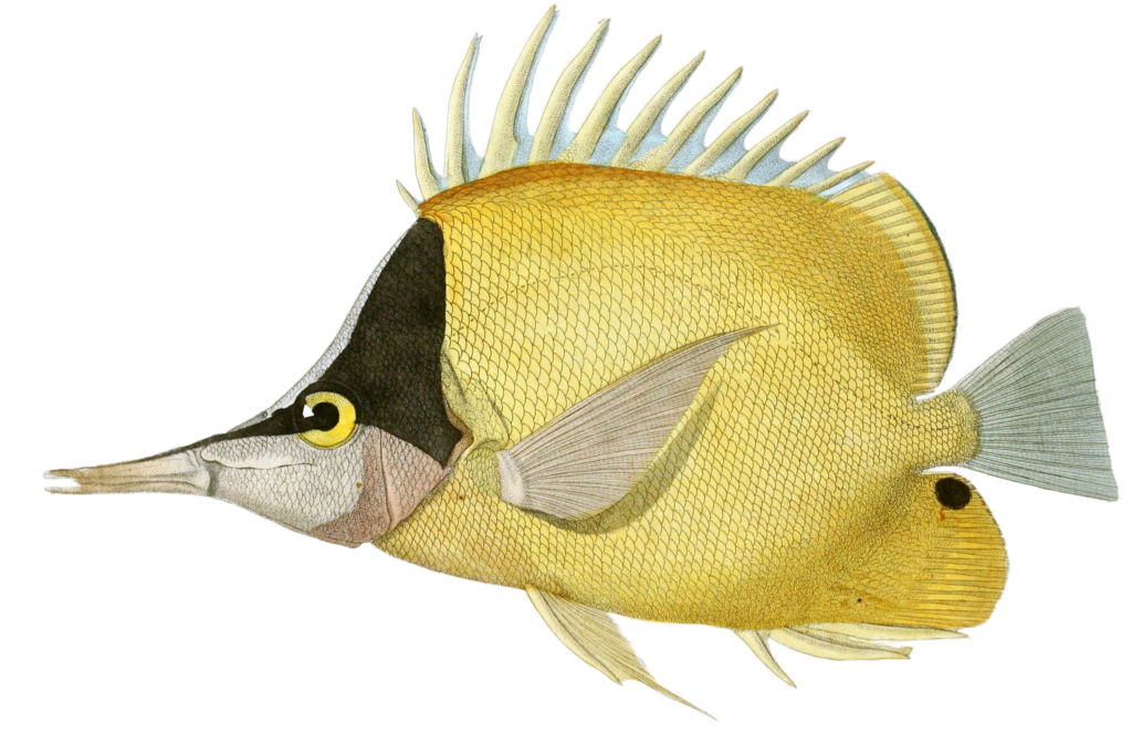 Longnose Butterflyfish Chelmon A Tres Long Bec Vintage Fish Illustrations In The Public Domain