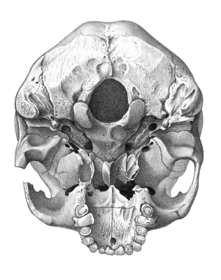 Vintage Skull Illustration Of Human Bottom View