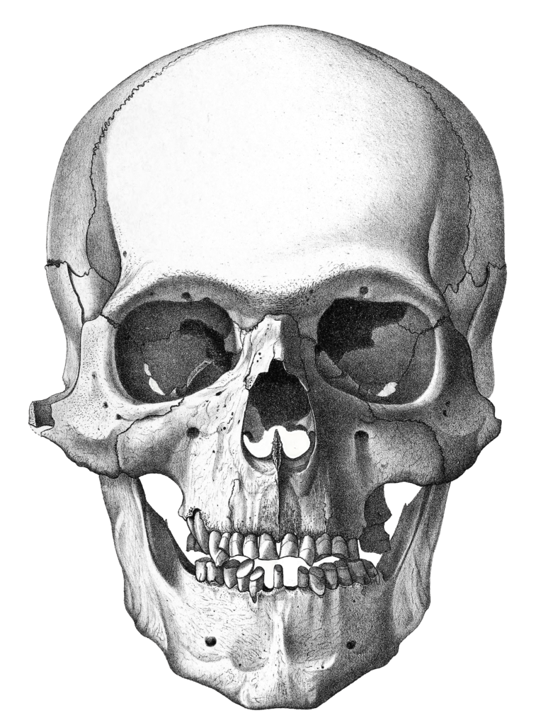 Vintage Skull Illustration Of Human Front