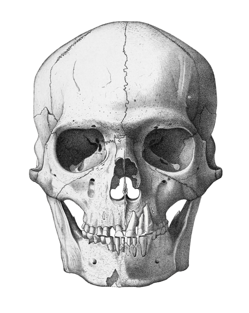 Vintage Skull Illustration Of Human Front View