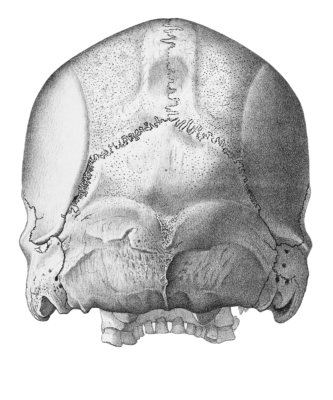 Vintage Skull Illustration Of Human Rear