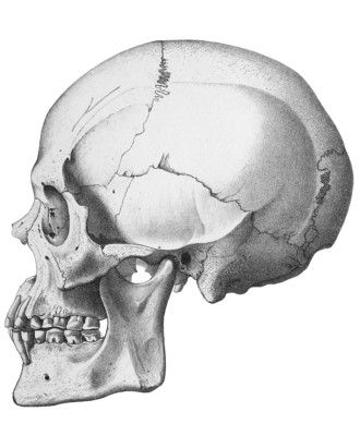 Vintage Skull Illustration Of Human Side