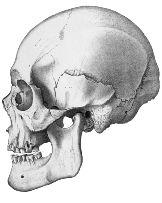 Vintage Skull Illustration Of Human Side Videw